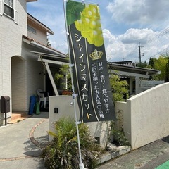 シャインマスカットの画像