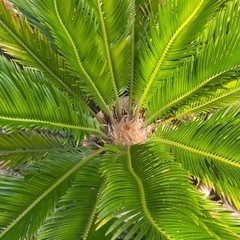 ソテツ🌴の画像
