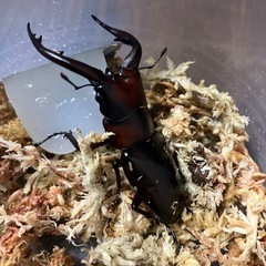 トカラノコギリクワガタ　ペアの画像