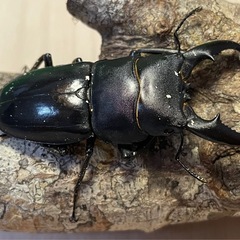 オキナワヒラタクワガタ58mmペアの画像