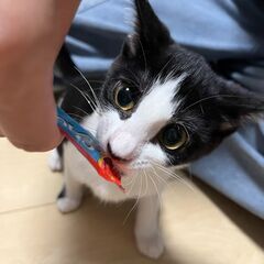 とてもかわいい黒白ハチワレ女の子
