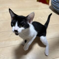 とってもかわいい黒白チョビ髭くん