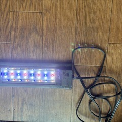 エンドラーズ(グッピー)の画像