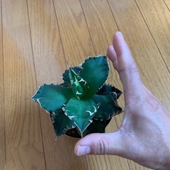 大株　アガベ　鉢付き　の画像