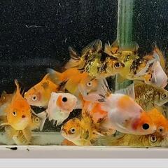 金魚 オランダショートテール 4cm～6cmの画像