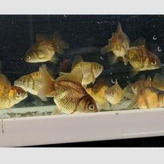 金魚 オランダショートテール 4cm～6cmの画像