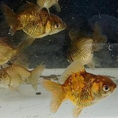 金魚 オランダショートテール 4cm～6cmの画像