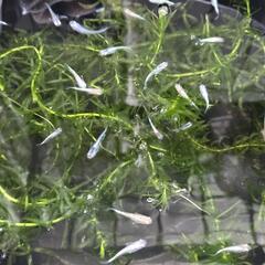 【値下げします！！】メダカ　めだか　マテリアル　幼魚の画像