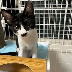 とってもかわいい黒白鼻髭女の子