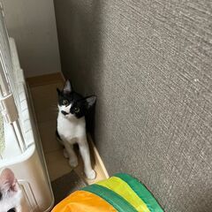 とってもかわいい黒白鼻髭女の子 - 伊豆の国市