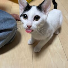 とってもかわいい白黒の女の子　ハク − 静岡県