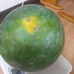 8.1キロ大玉スイカの画像