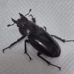 ミヤマクワガタの画像