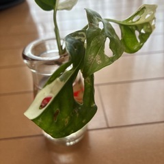 マドカズラ斑入り
の画像