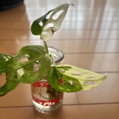 マドカズラ斑入り
の画像
