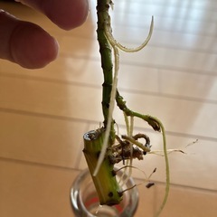 マドカズラ斑入り
の画像