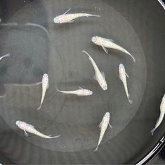 【メダカ】ピンクサファイア　画像全部の画像