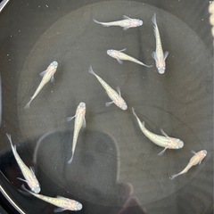 【メダカ】ピンクサファイア　画像全部の画像