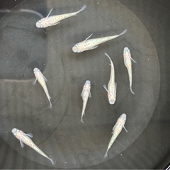 【メダカ】ピンクサファイア　画像全部の画像