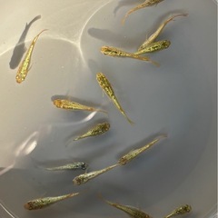 【メダカ】サイシュウヘイキ　画像全部の画像