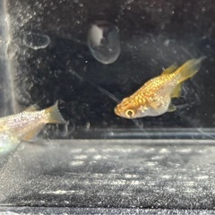 【メダカ】サンシャイン　ダルマ　2匹の画像