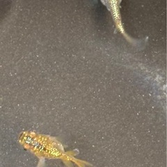 【メダカ】サンシャイン　ダルマ　2匹の画像