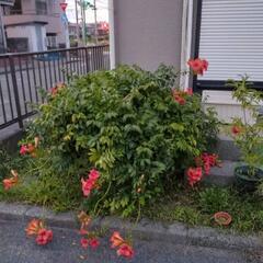 ノウゼンカズラの鉢植え(特大サイズ)お値段相談可！＠八王子椚田町の画像