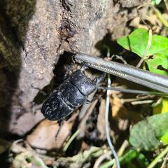ヒラタクワガタ　差上げます！　地元 天然物　その6
の画像