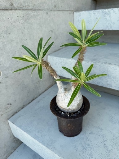 パキポディウム　グラキリス　現地球　発根済み