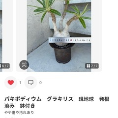 パキポディウム　グラキリス　現地球　発根済み　の画像