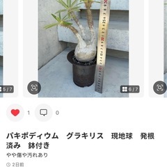 パキポディウム　グラキリス　現地球　発根済み　の画像