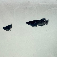 アルティマニア2ペア_メダカの画像