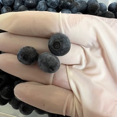 無農薬ブルーベリー約1キロの画像