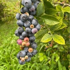 無農薬ブルーベリー約1キロの画像