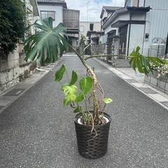 観葉植物　幹上がりモンステラ　高さ１３０センチの画像