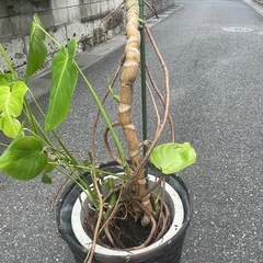 観葉植物　幹上がりモンステラ　高さ１３０センチの画像