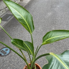 観葉植物　オーガスタ　高さ１００センチの画像