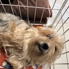 ヨークシャーテリア？　オス　保護犬