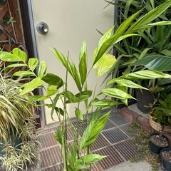 観葉植物　チャメドレアヤシ　高さ１１０センチの画像