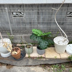 【取引中】【無料】植木鉢・ガーデニング雑貨差し上げます（取りに来てくださる方）の画像