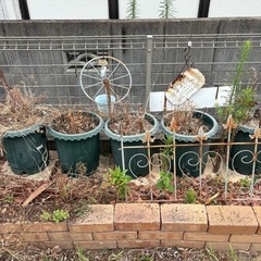 【取引中】【無料】植木鉢・ガーデニング雑貨差し上げます（取りに来てくださる方）の画像