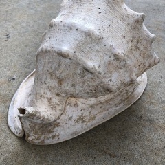 貝殻　トウカムリ貝殻の画像