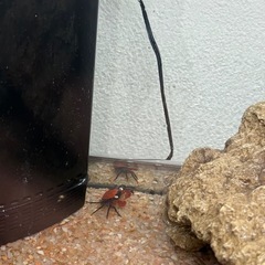 ヴァンパイアクラブ　生体＋飼育セットの画像