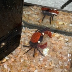 ヴァンパイアクラブ　生体＋飼育セットの画像