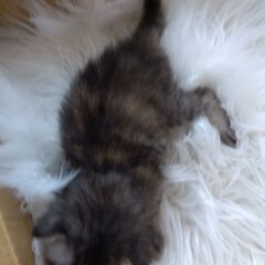 7/21生 さび女の子 里親さん募集します🐈 - 里親募集