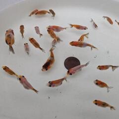 【金魚】江戸錦の幼魚２５匹＋おまけ匹🌟🌻江戸錦は同じカラーはいません全て１点物です✨の画像