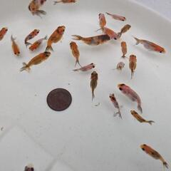 【金魚】江戸錦の幼魚２５匹＋おまけ匹🌟🌻江戸錦は同じカラーはいません全て１点物です✨の画像