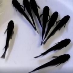 めだかの稚魚選別漏れ②の画像