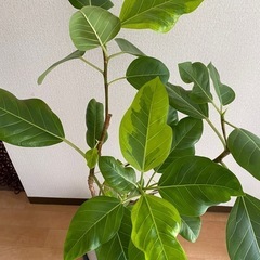 めちゃ元気！観葉植物フィカスアルテシマの画像