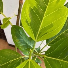 めちゃ元気！観葉植物フィカスアルテシマの画像